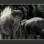 Elefanten duschen besser... ;-)
