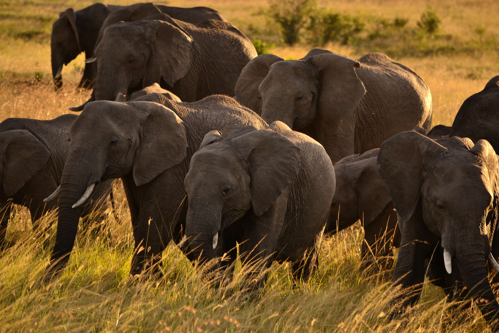 Elefanten en masse