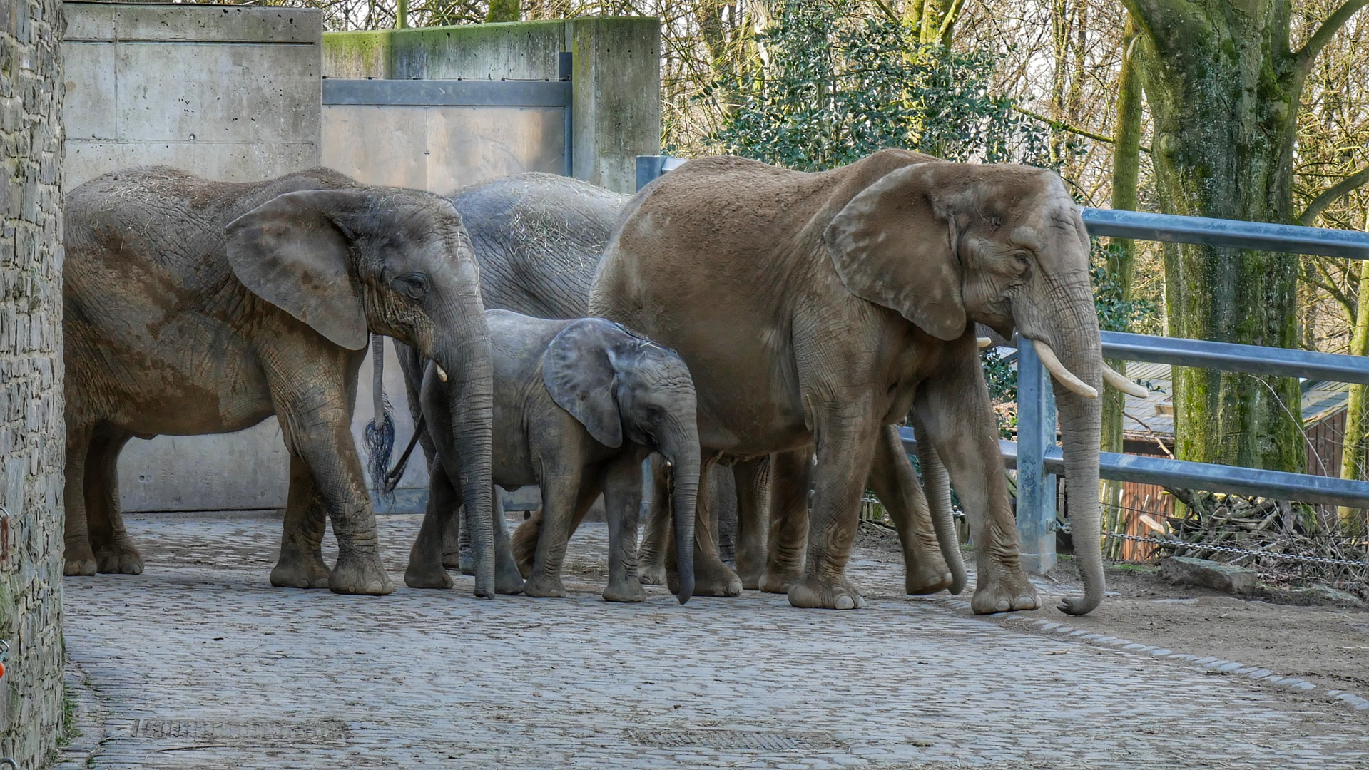 Elefanten Familie 