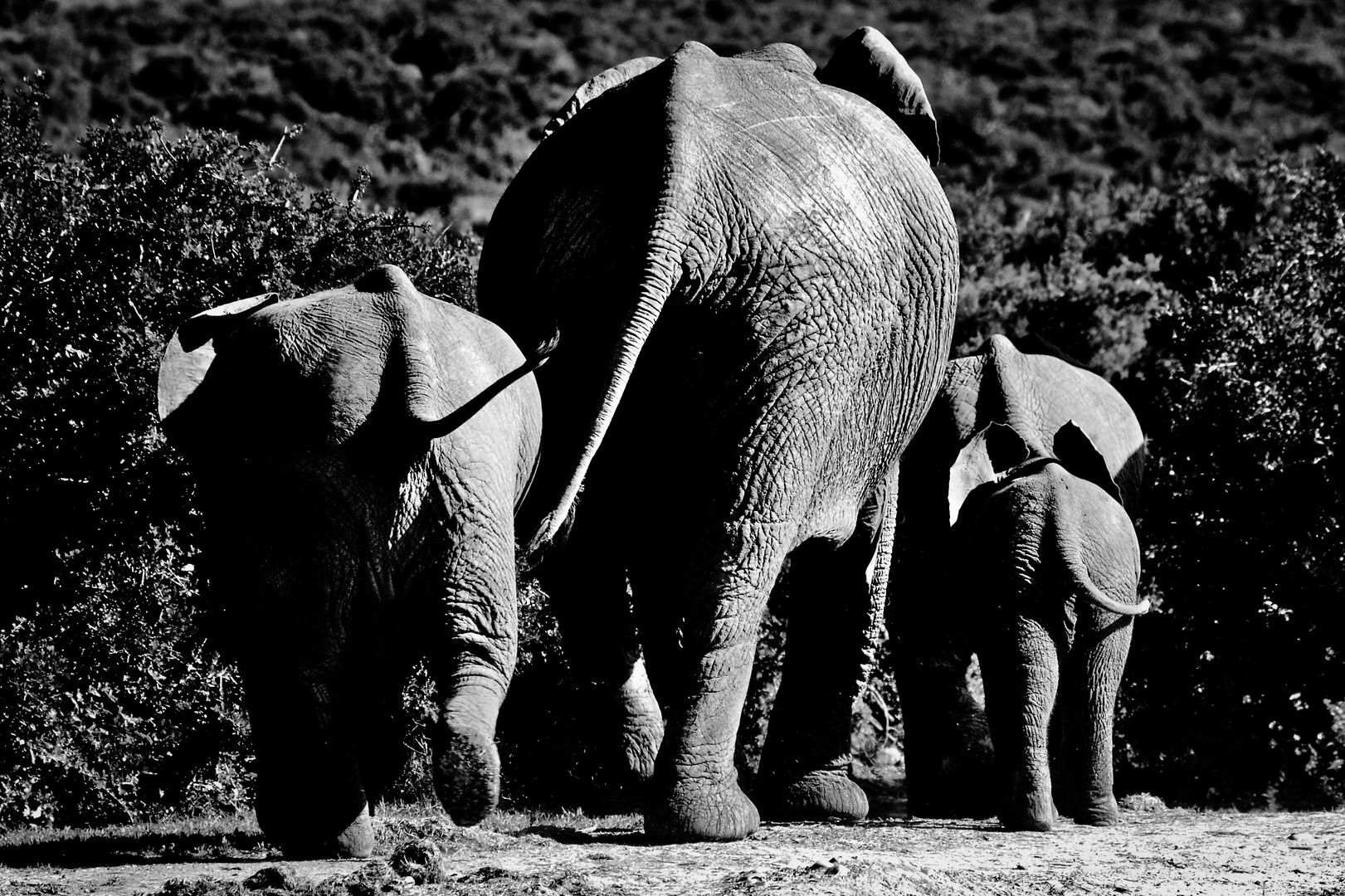 Elefanten-Familie auf dem Heimweg