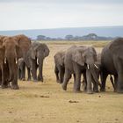 Elefanten-Familie im Amboseli NP