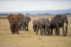 Elefanten-Familie im Amboseli NP