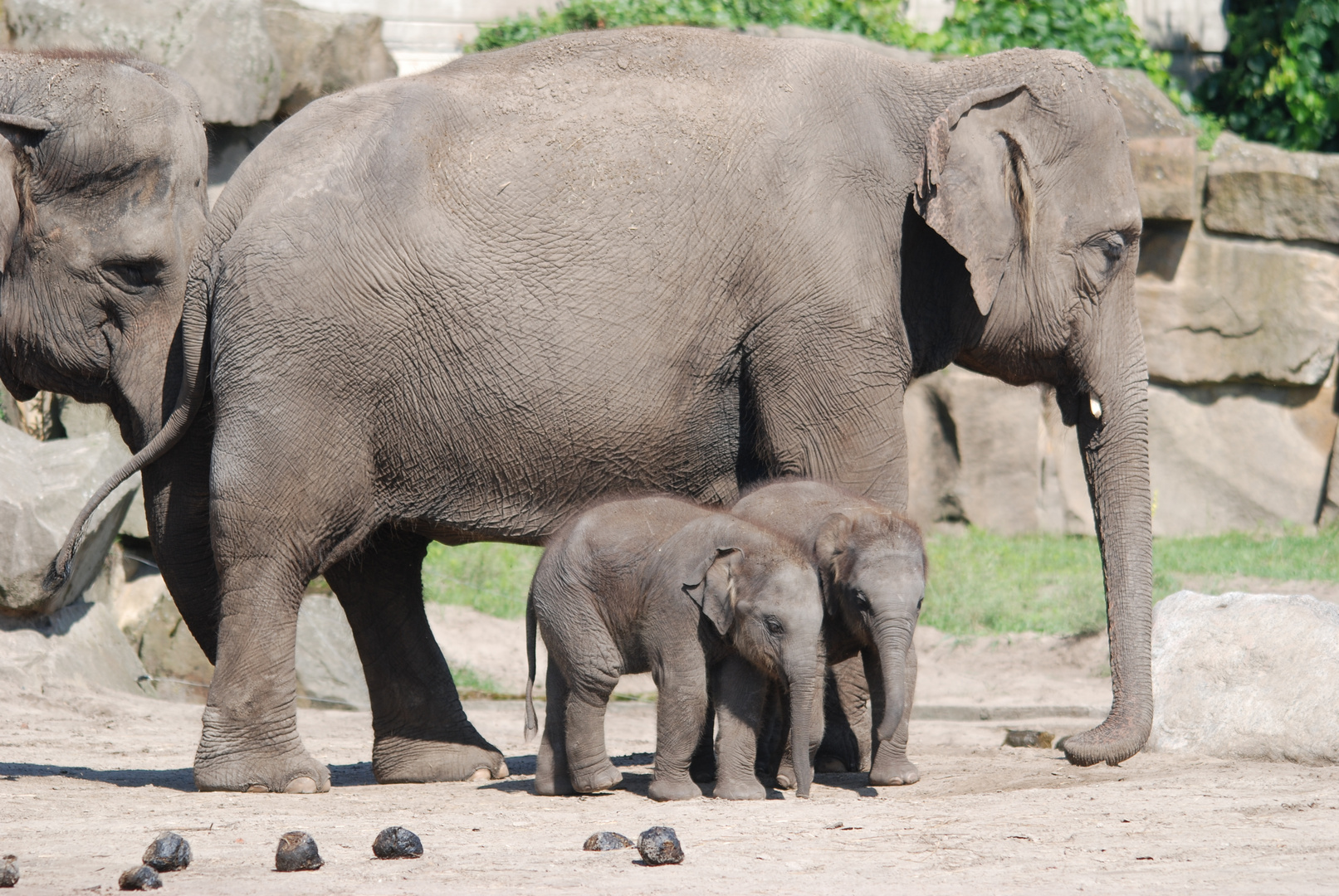 Elefanten-Familie im Tierpark Berlin