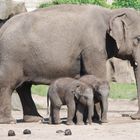 Elefanten-Familie im Tierpark Berlin