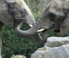 Elefanten Freundschaft