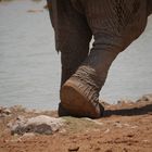Elefanten-Fuß