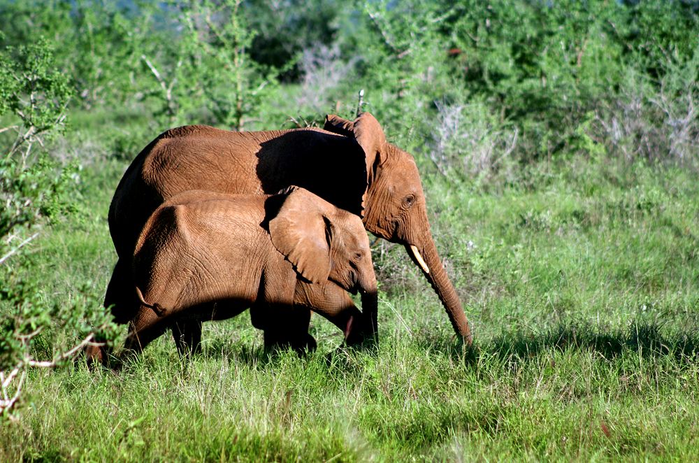 Elefanten-Geschwister