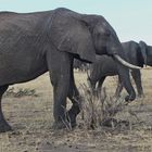 Elefanten  -  Groß & Klein