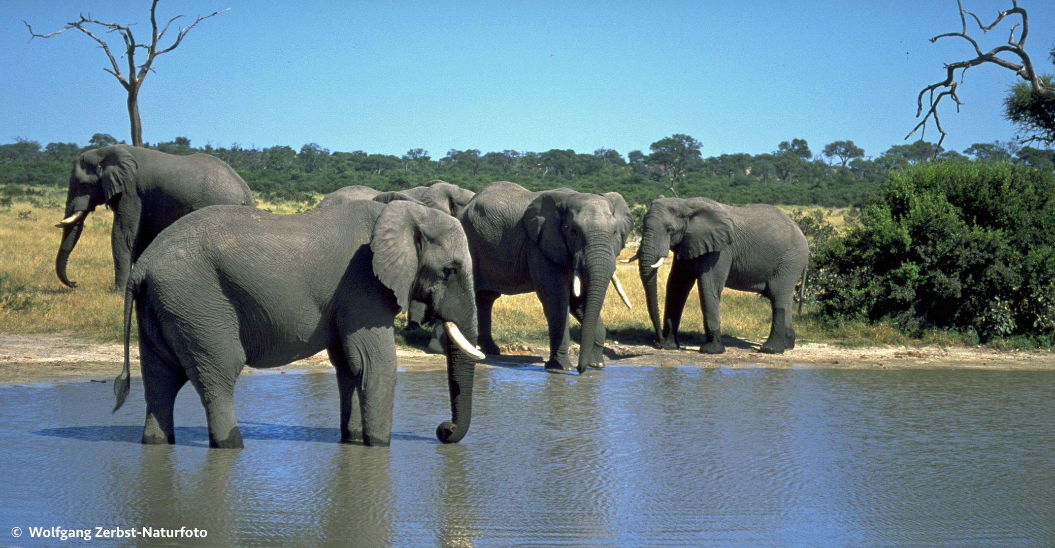 --- Elefanten Gruppe im südlichen Afrika ---