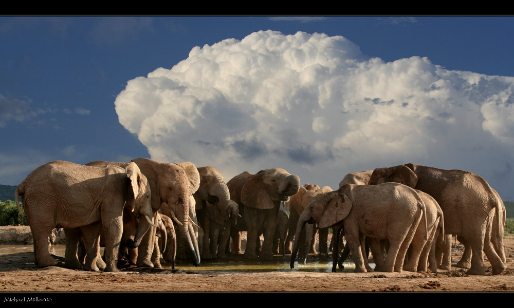 Elefanten im Addo Elefantenpark