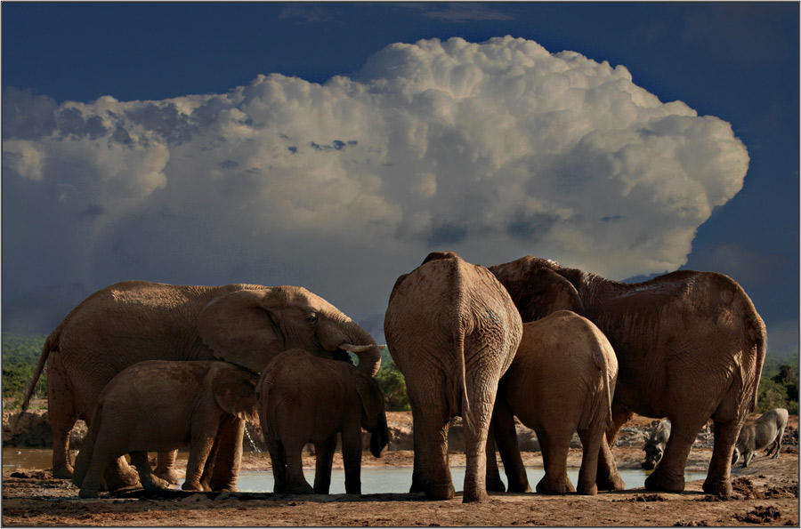 Elefanten im Addo Elefantenpark