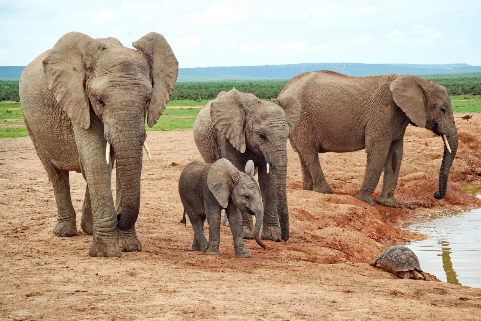 Elefanten im Addo Elephant National Park 548