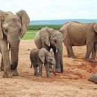 Elefanten im Addo Elephant National Park 548