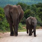 Elefanten im Addo Elephant Park