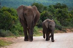 Elefanten im Addo Elephant Park