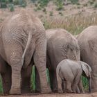 Elefanten im Addopark