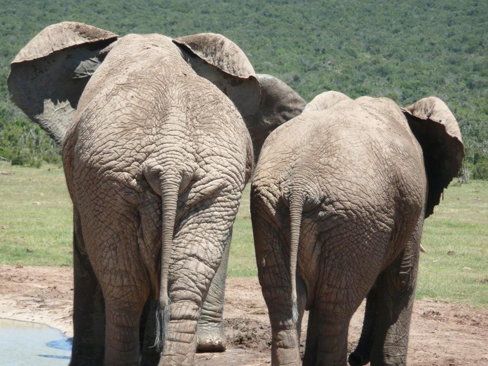 Elefanten im Ado-Elefantenpark