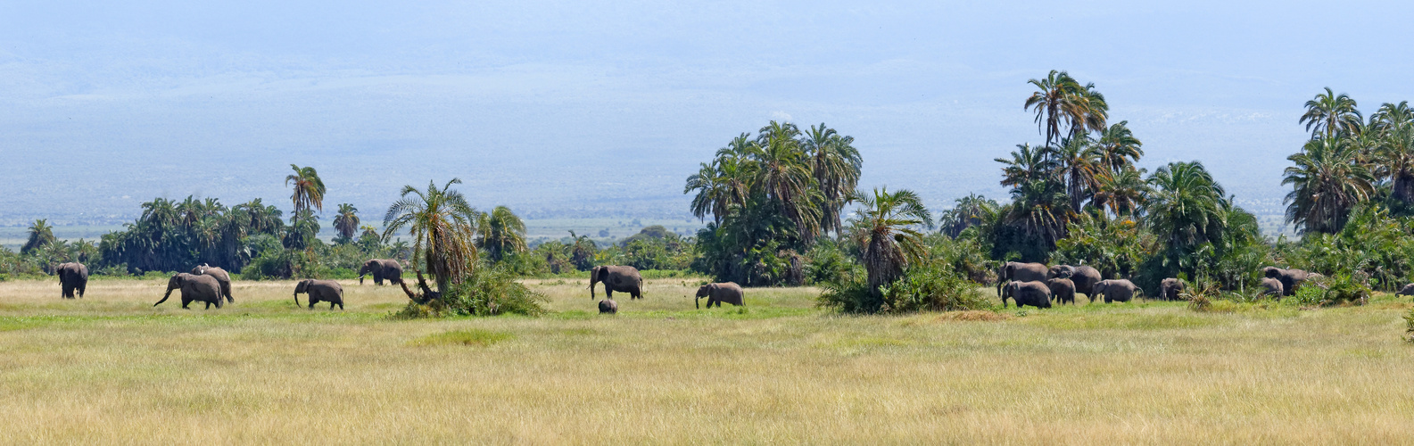 Elefanten im Amboseli