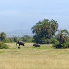 Elefanten im Amboseli