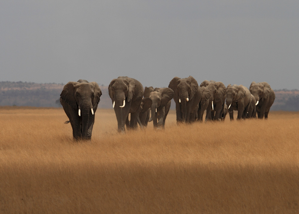 Elefanten im Amboseli