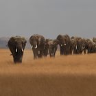 Elefanten im Amboseli