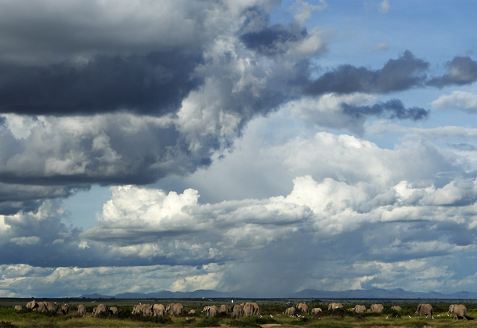 Elefanten im Amboseli