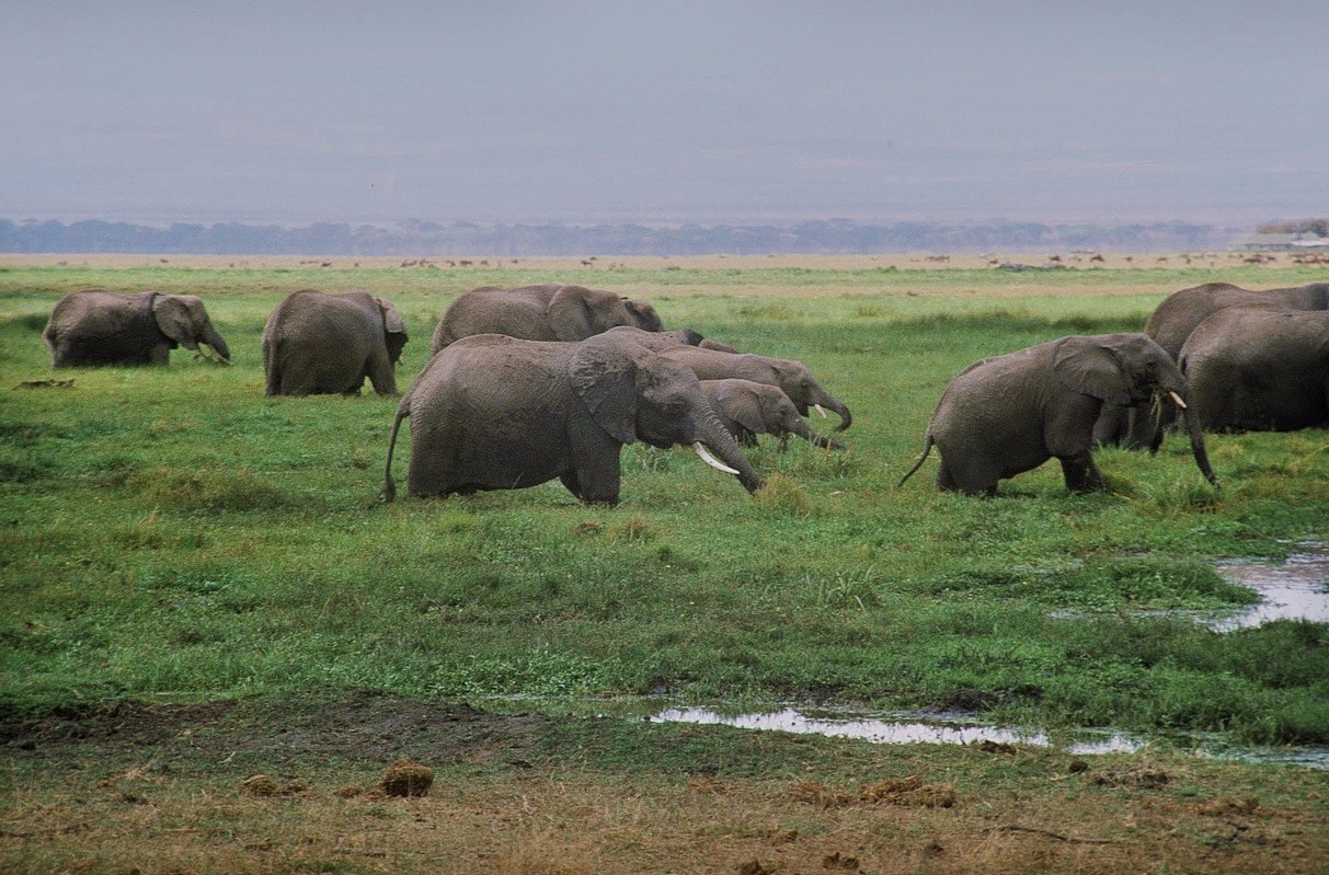 Elefanten im Amboseli Nationalpark 