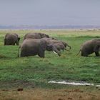 Elefanten im Amboseli Nationalpark 