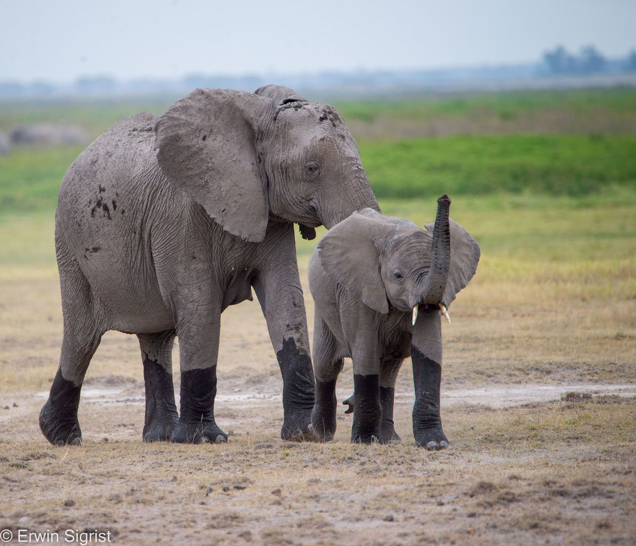 Elefanten im Amboseli NP