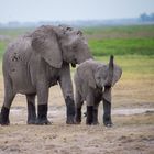 Elefanten im Amboseli NP