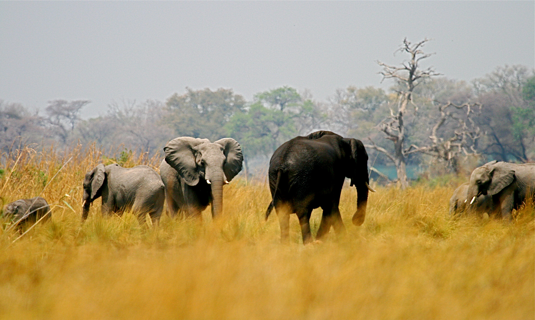 elefanten im caprivi zipfel , namibia