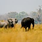 elefanten im caprivi zipfel , namibia