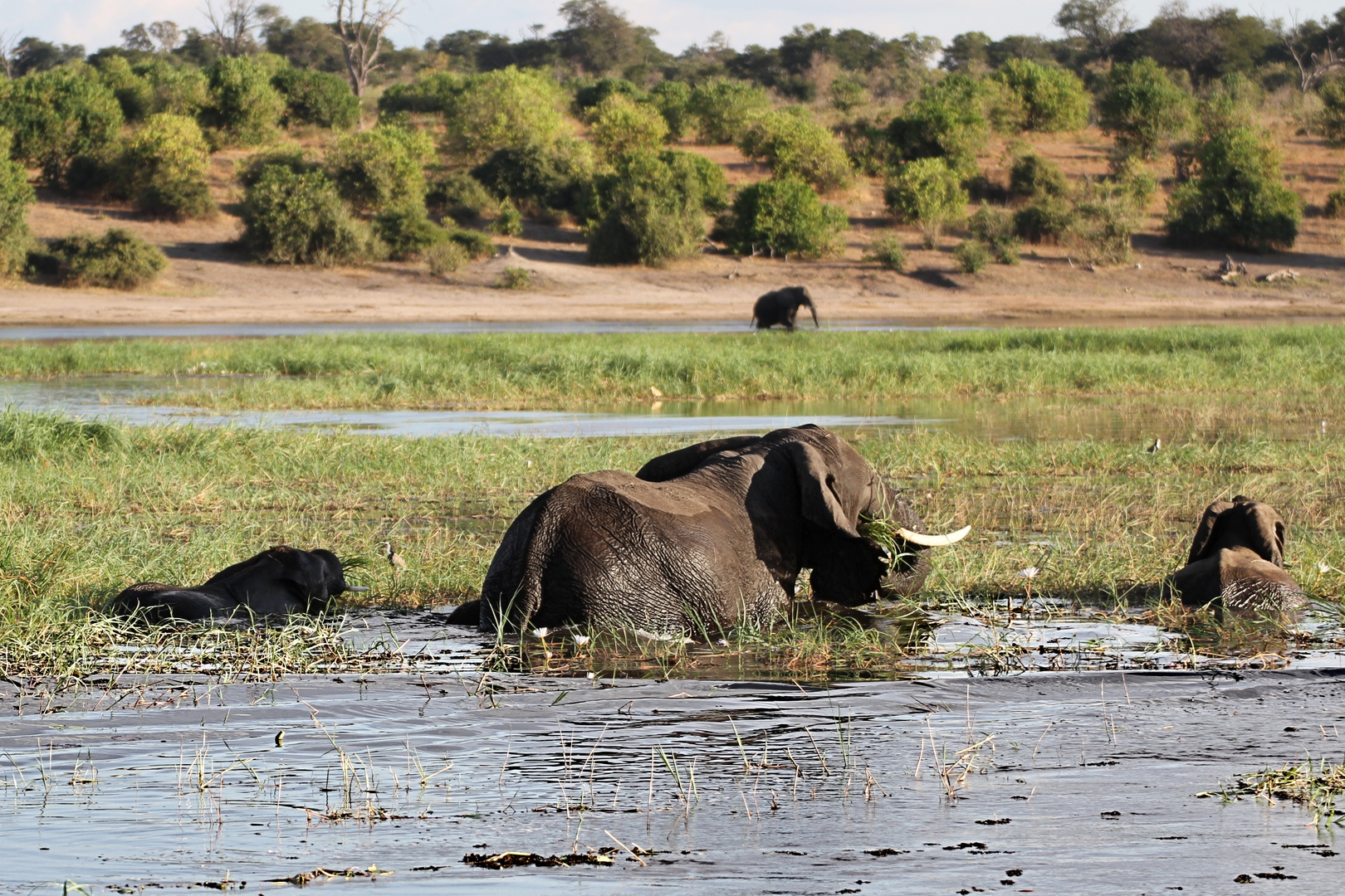 Elefanten im Chobe