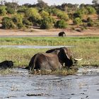 Elefanten im Chobe