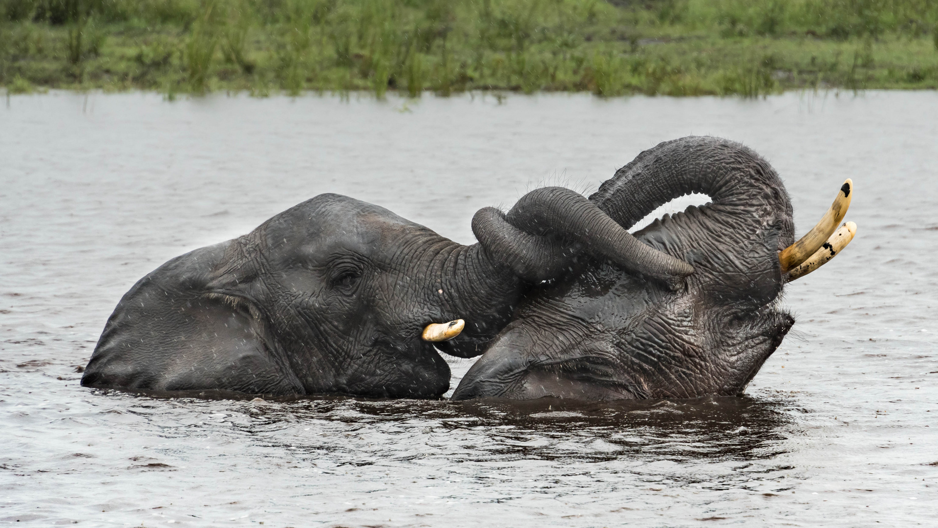 Elefanten im Chobe-Fluss, Botswana