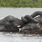 Elefanten im Chobe-Fluss, Botswana