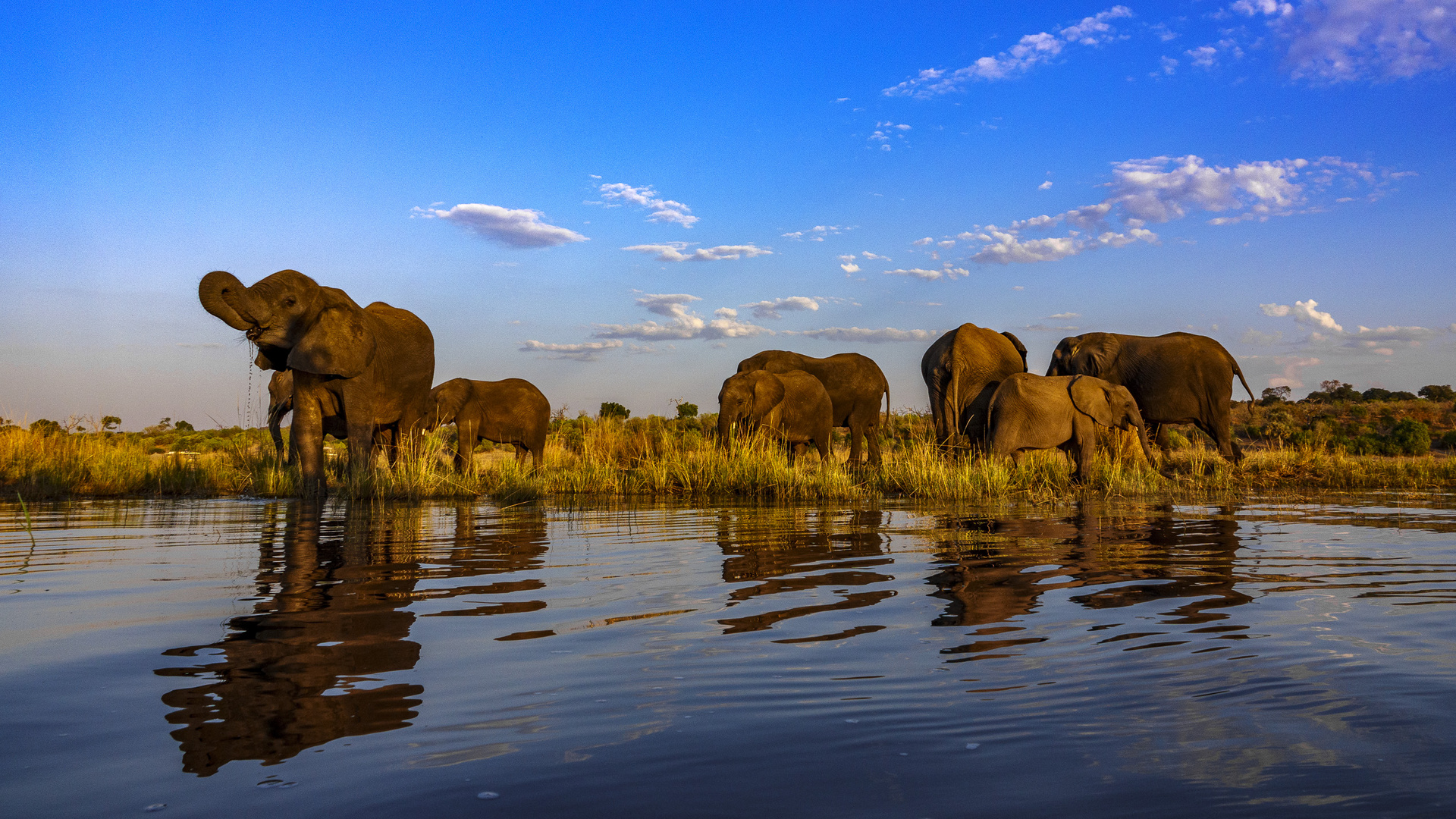 Elefanten im Chobe National-Park