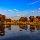Elefanten im Chobe National-Park