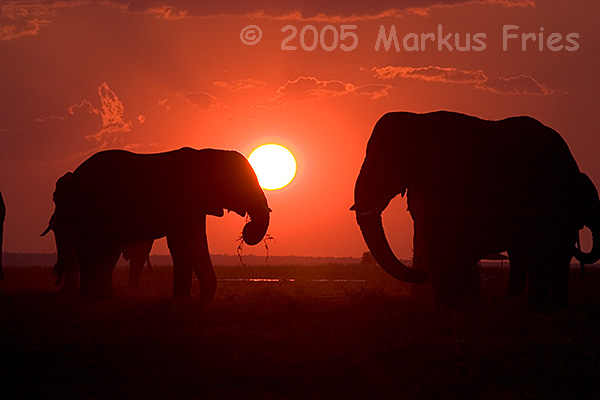 Elefanten im Chobe Nationalpark