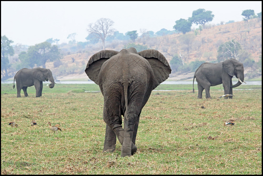 Elefanten im Chobe Nationalpark