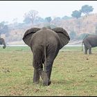 Elefanten im Chobe Nationalpark