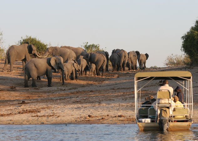 Elefanten im Chobe Nationalpark / Botswana