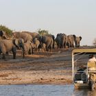 Elefanten im Chobe Nationalpark / Botswana