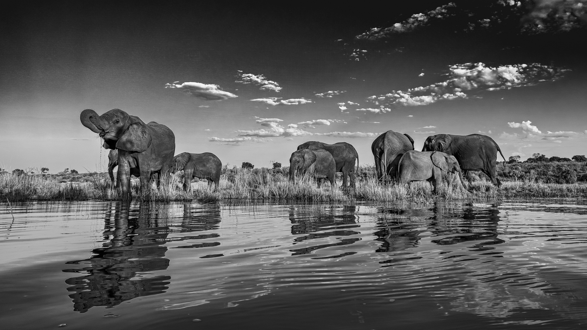 Elefanten im Chobe NP, B&W