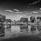 Elefanten im Chobe NP, B&W