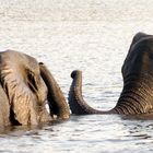 Elefanten im Chobe NP/Botswana