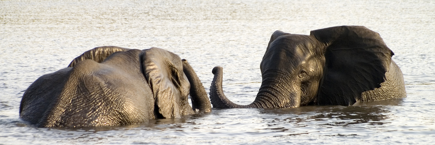 Elefanten im Chobe NP/Botswana