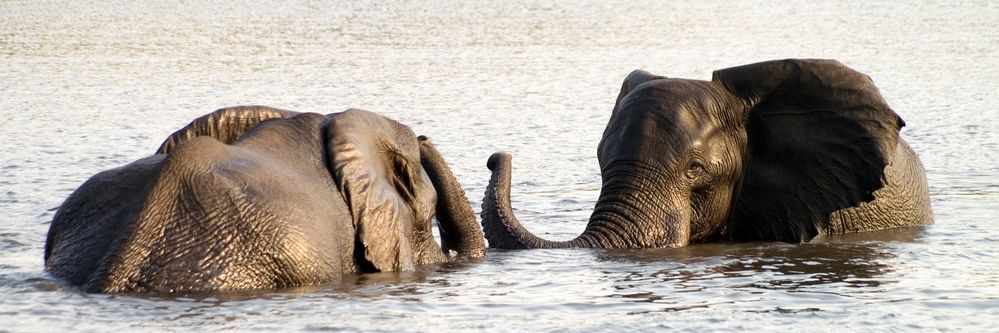 Elefanten im Chobe NP/Botswana