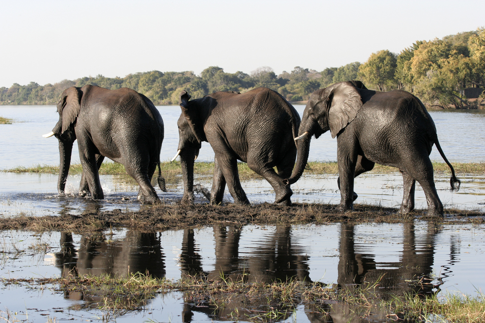Elefanten im Chobe River, Botswana