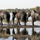 Elefanten im Chobe River, Botswana